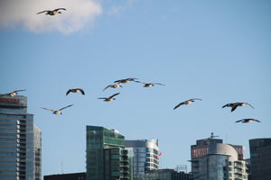 Inukbags Story - Common Nature