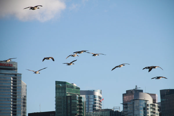 Inukbags Story - Common Nature